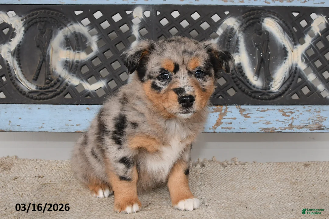 Australian Shepherd dogs for sale: River - Ad 2
