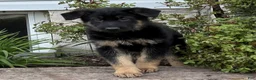 German Shepherd dogs for sale: Rusty  - Ad 3
