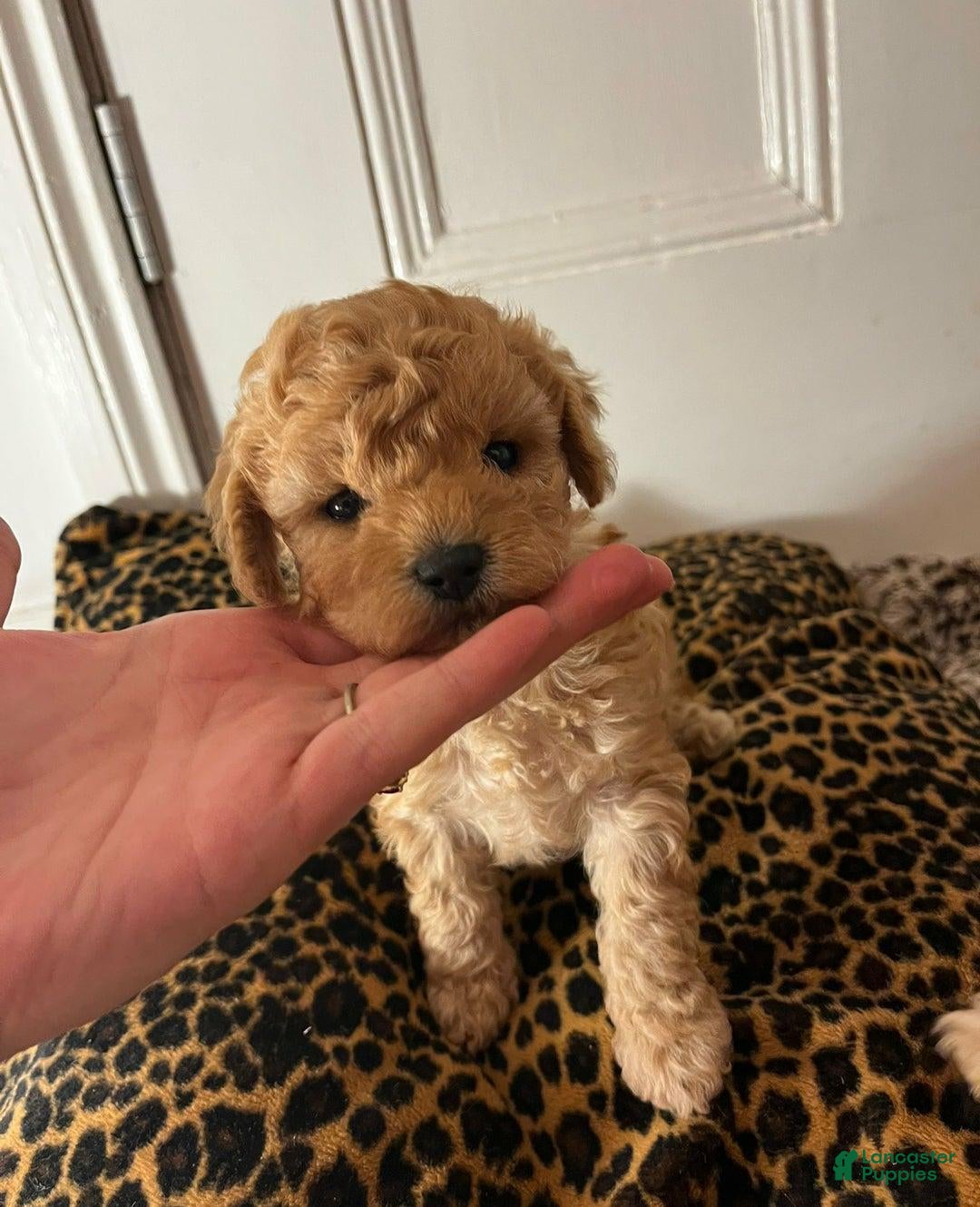 Maltipoo dogs for sale: Sara - Ad 5