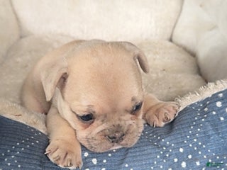 French Bulldog dogs - Ad 39