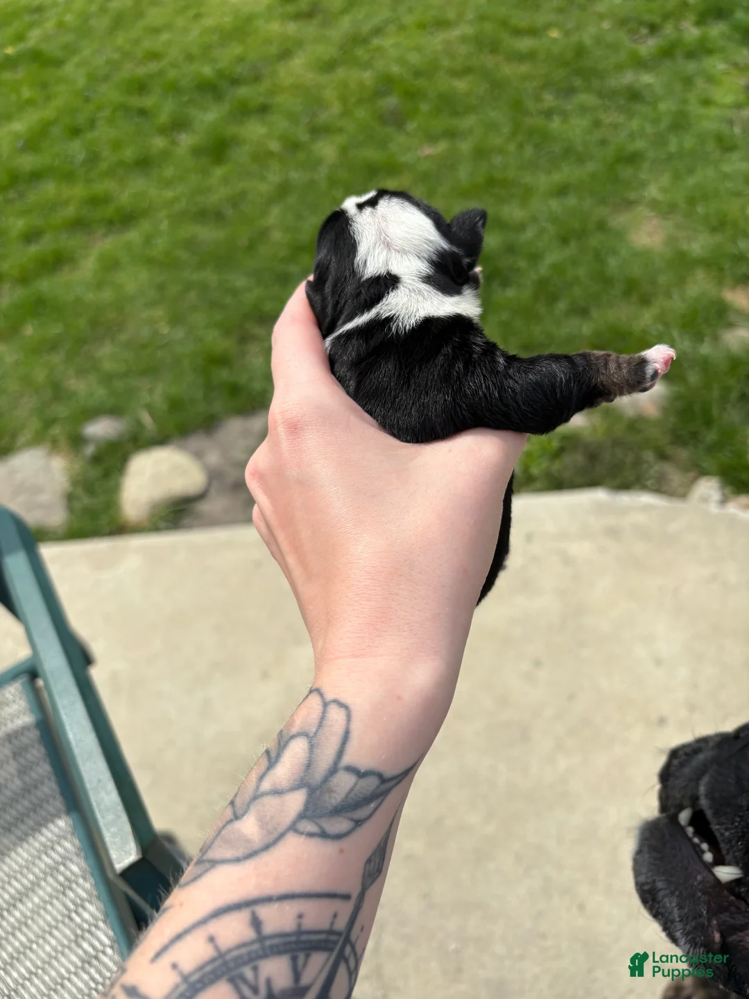 Olde English Bulldogge dogs for sale: Olde English Bulldogge Puppy 7 - Ad 2