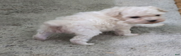 Standard Poodle dogs for sale: Snow - Ad 7
