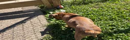 Boxer dogs for sale: Half-Breed - Ad 4