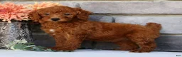 Miniature Poodle dogs for sale: Nova - Ad 5