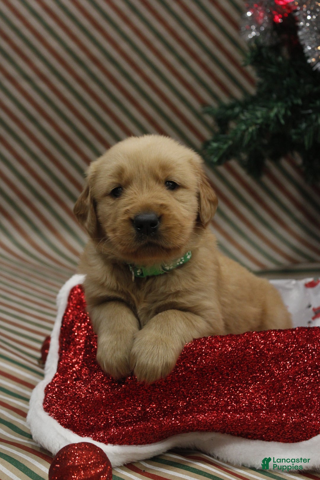 Golden Retriever dogs for sale: Cedar - Ad 1