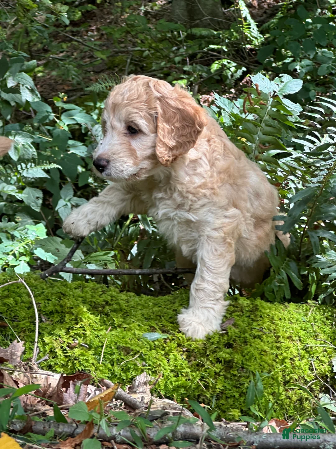 Irish Doodle dogs for sale: 🌼 Daisy  - Ad 2