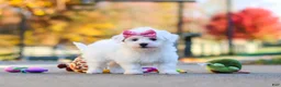 Havanese dogs for sale: Lilah - Ad 4
