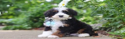 Mini Bernedoodle dogs for sale: Blake - Ad 3