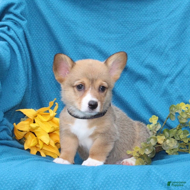 Welsh Corgi Pembroke dogs Cocoa - Ad 2