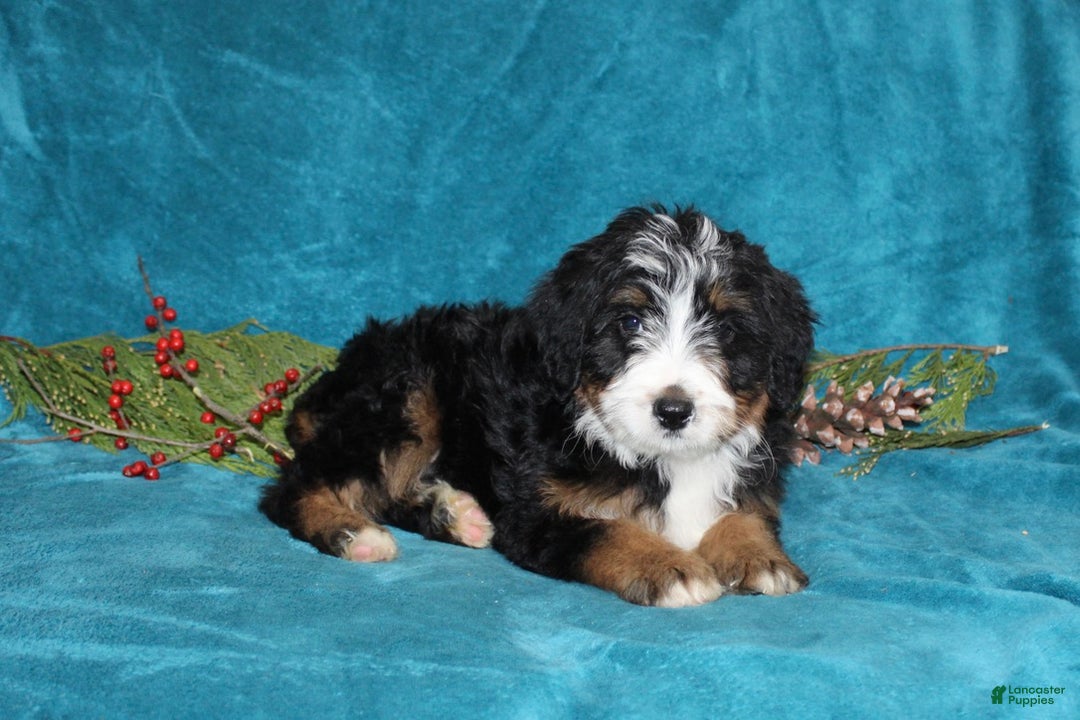 Mini Bernedoodle dogs for sale: Bouncer - Ad 2