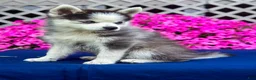 Pomsky dogs for sale: Scout - Ad 7