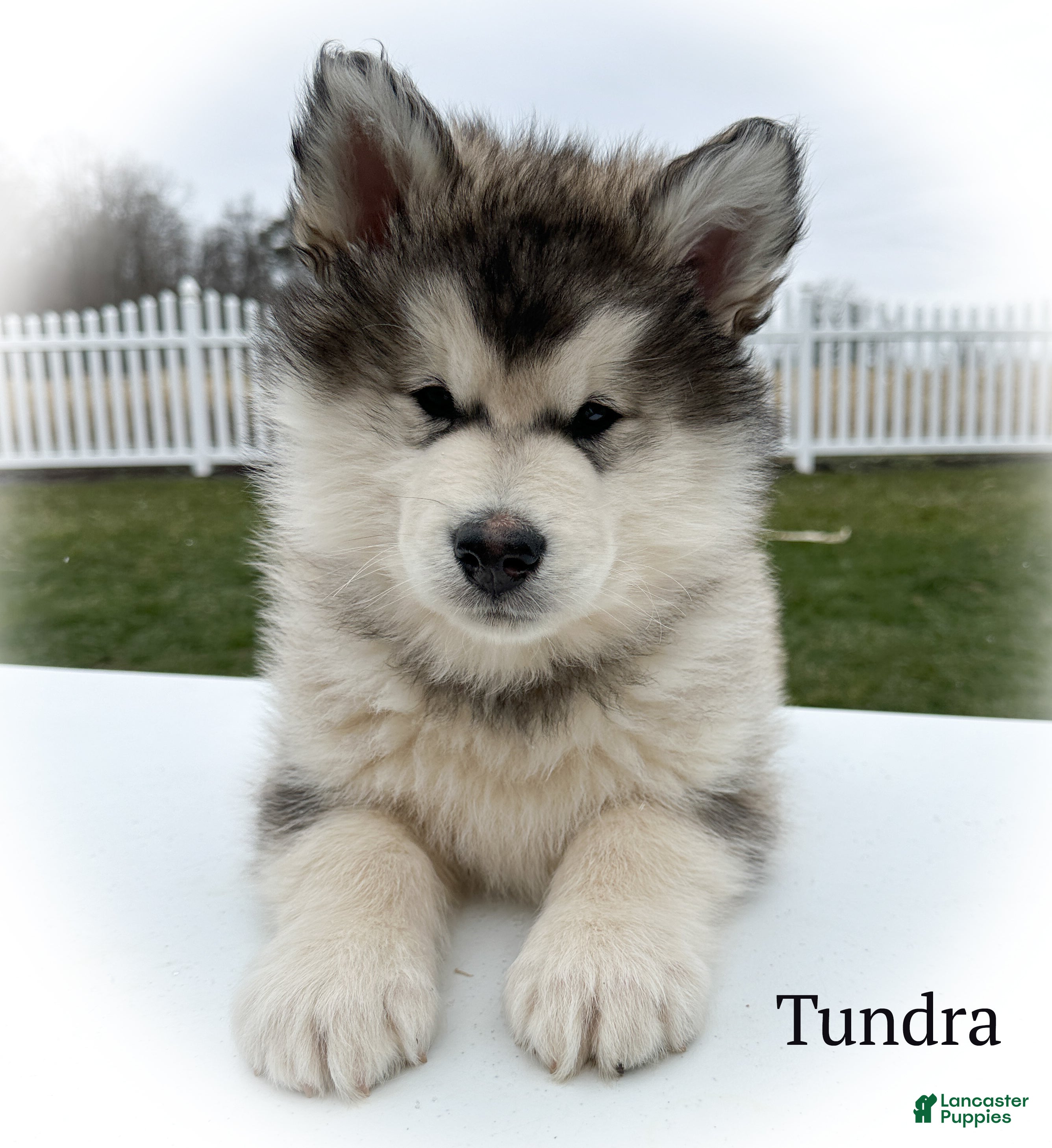 Alaskan Malamute dogs Tundra - Ad 14