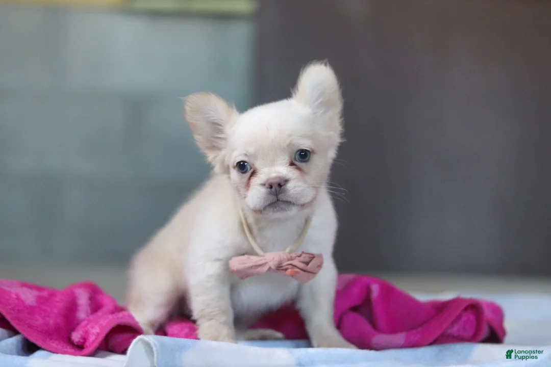 French Bulldog dogs for sale: Angela - Ad 3