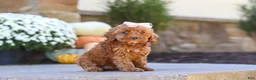 Cockapoo dogs for sale: Willow - Ad 24