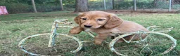 Miniature Dachshund dogs for sale: Dark cream  - Ad 10