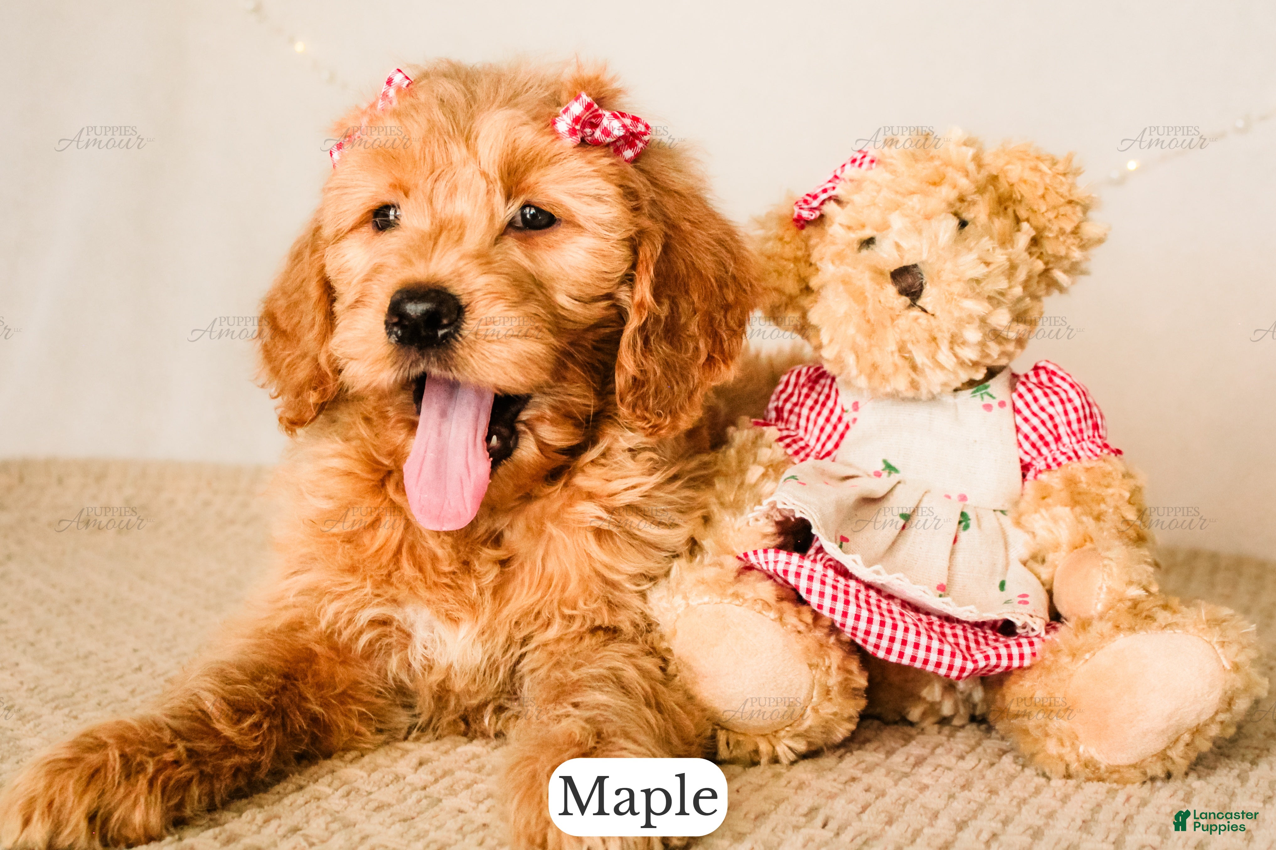 Goldendoodle dogs Maple - Ad 1