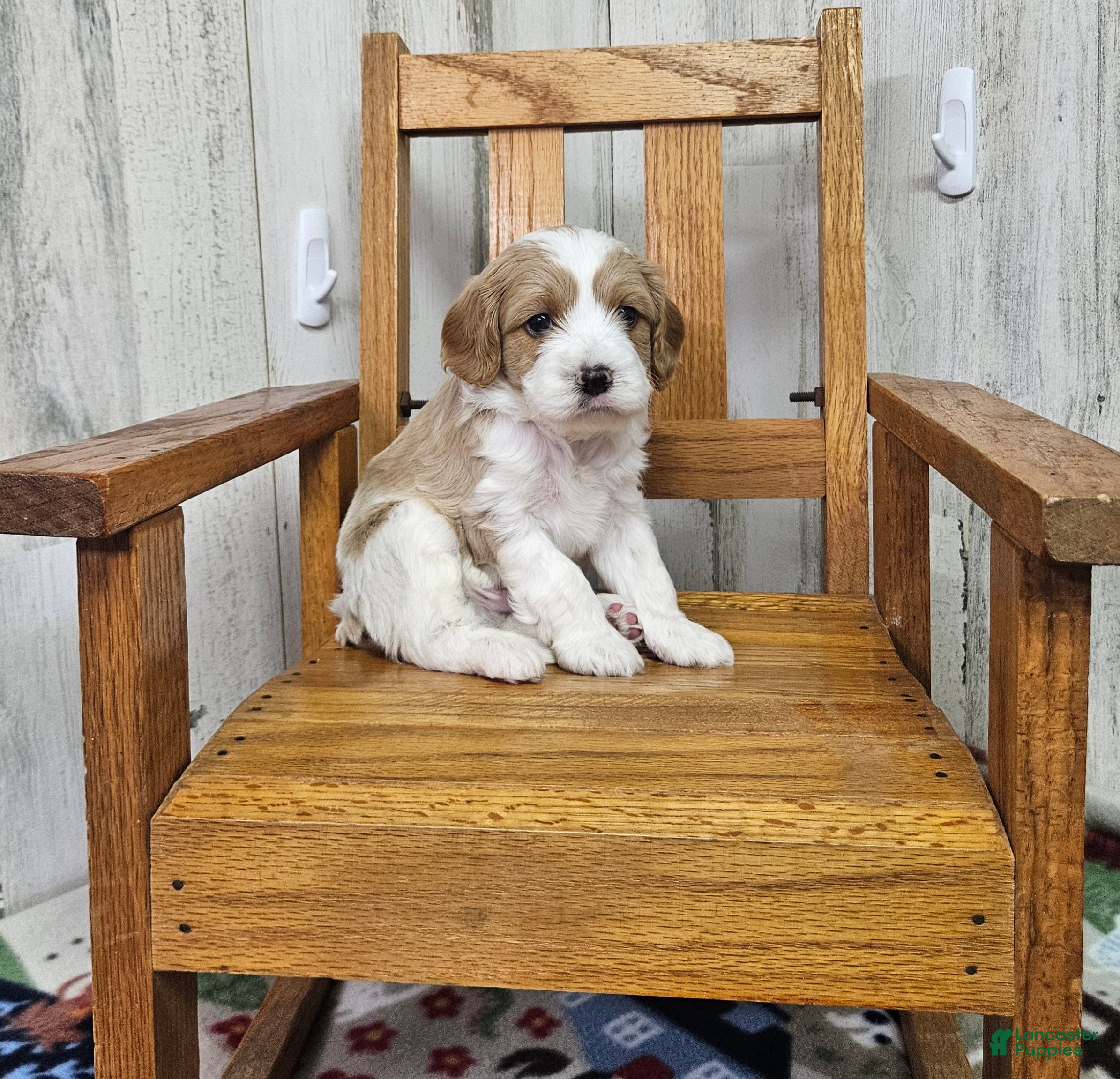 Cavapoo dogs F1 Stormy - Ad 38