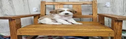 Cavapoo dogs for sale: F1 Stormy - Ad 2