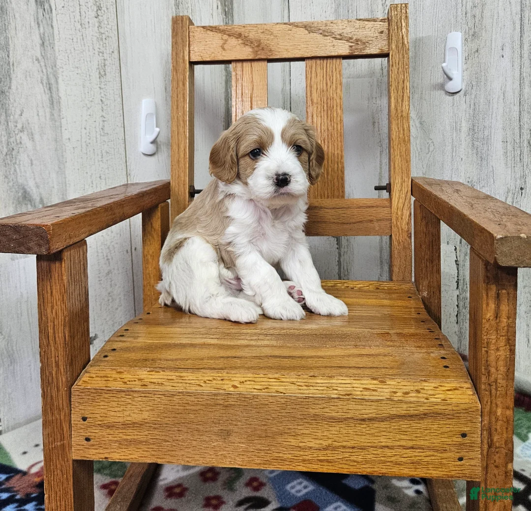 Cavapoo dogs for sale: F1 Stormy - Ad 2