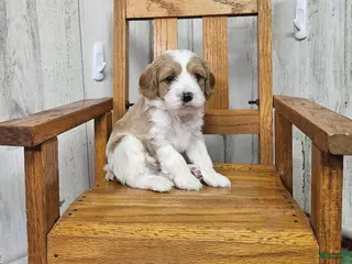 Cavapoo dogs F1 Stormy - Ad 25