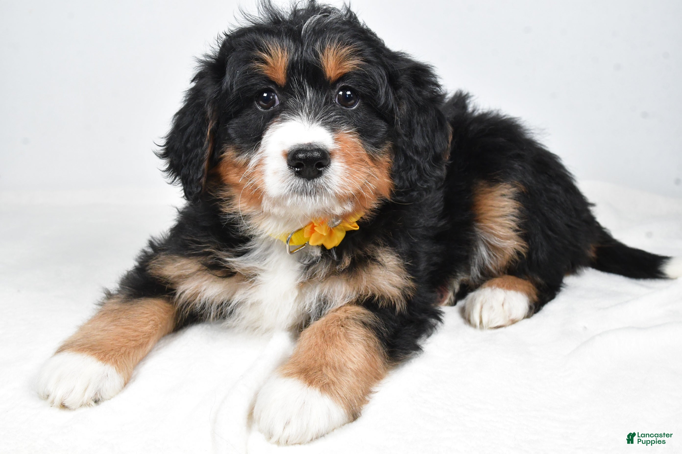 Mini Bernedoodle dogs Alice - Ad 1