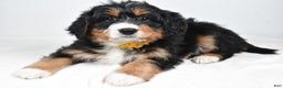 Mini Bernedoodle dogs for sale: Alice - Ad 7