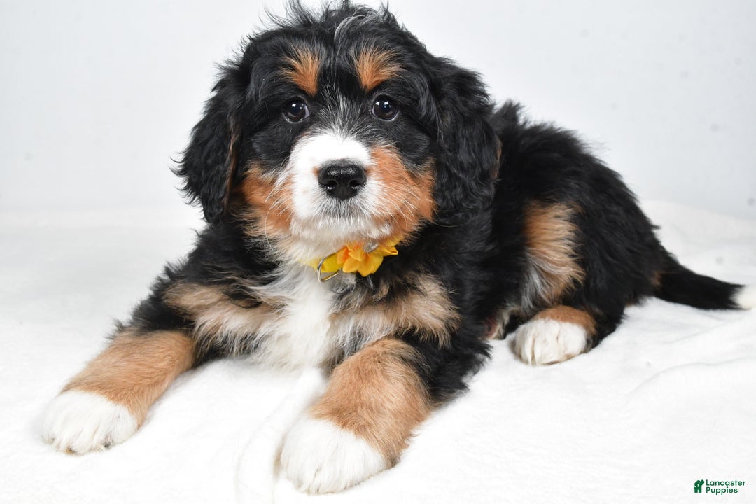 Mini Bernedoodle dogs for sale: Alice - Ad 7
