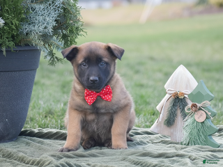 Belgian Malinois dogs Ralph - Ad 3