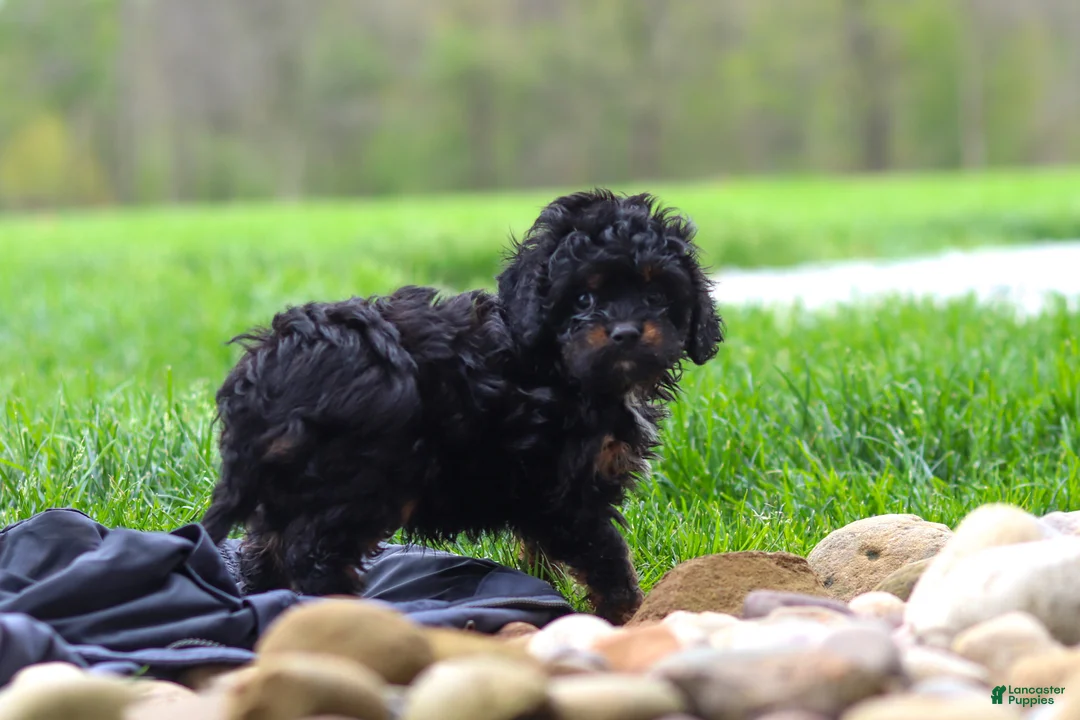 Cavapoo dogs for sale: Jake - Ad 1