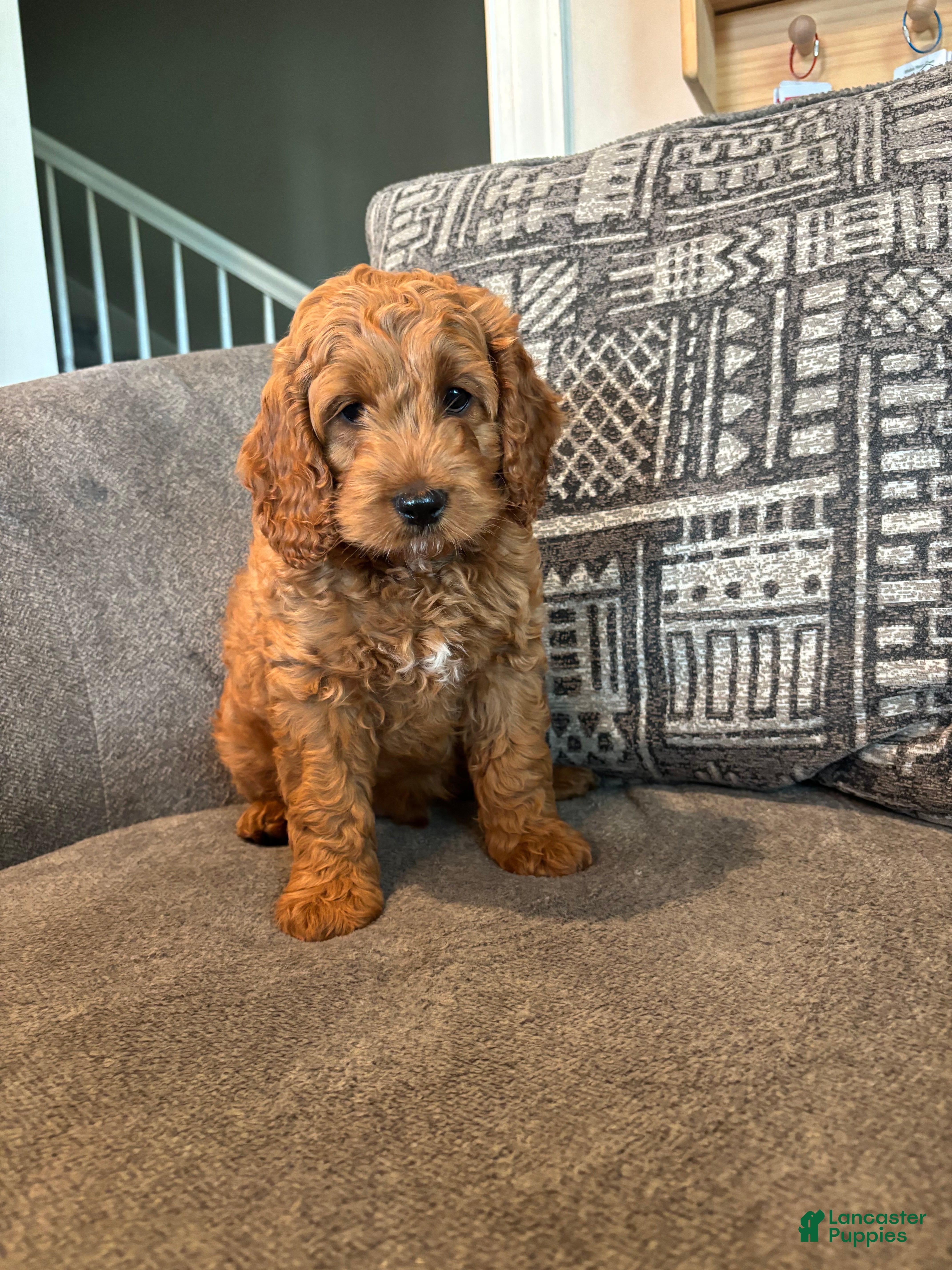 Cockapoo dogs Timber - Ad 1
