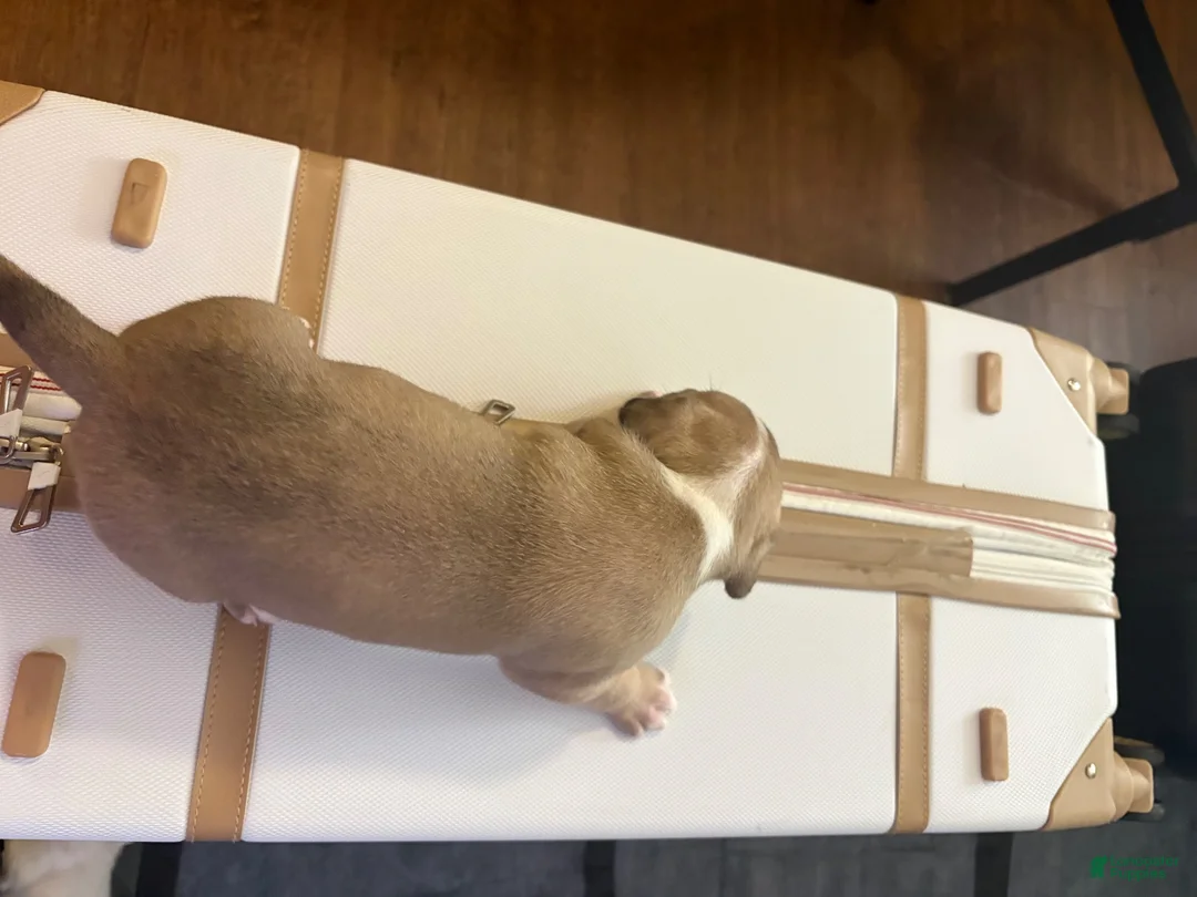 American Bully dogs for sale: American Bully 4 - Ad 2
