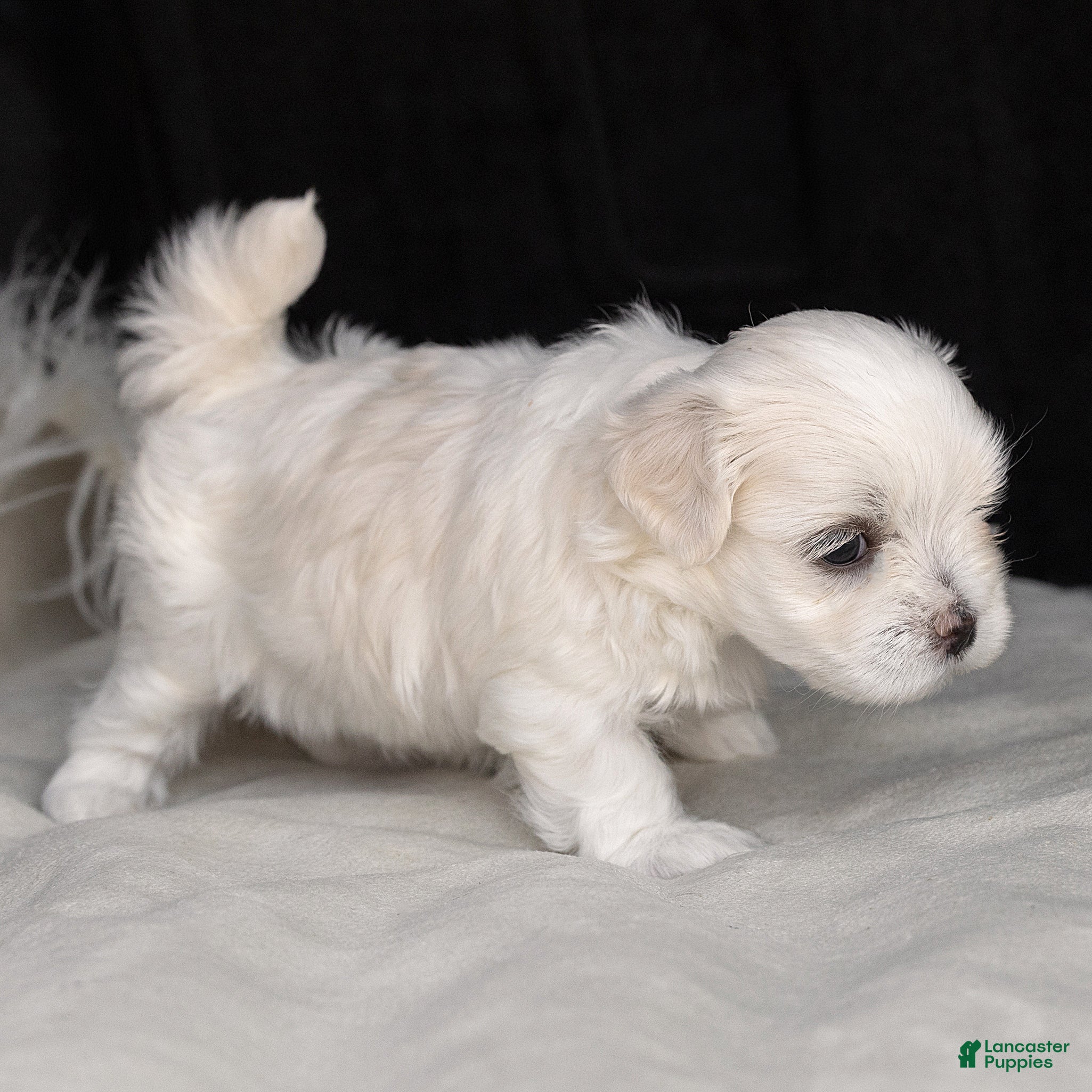 Maltese dogs Leo Maltese  - Ad 2