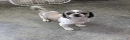 Shih Tzu dogs for sale: Zuma - Ad 7
