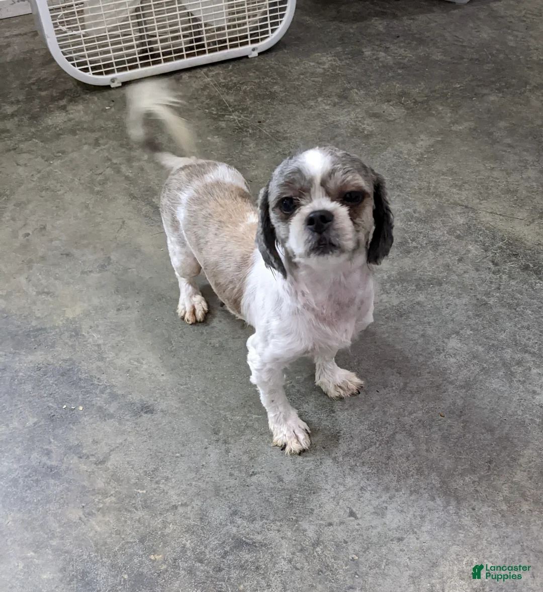Shih Tzu dogs for sale: Zuma - Ad 7