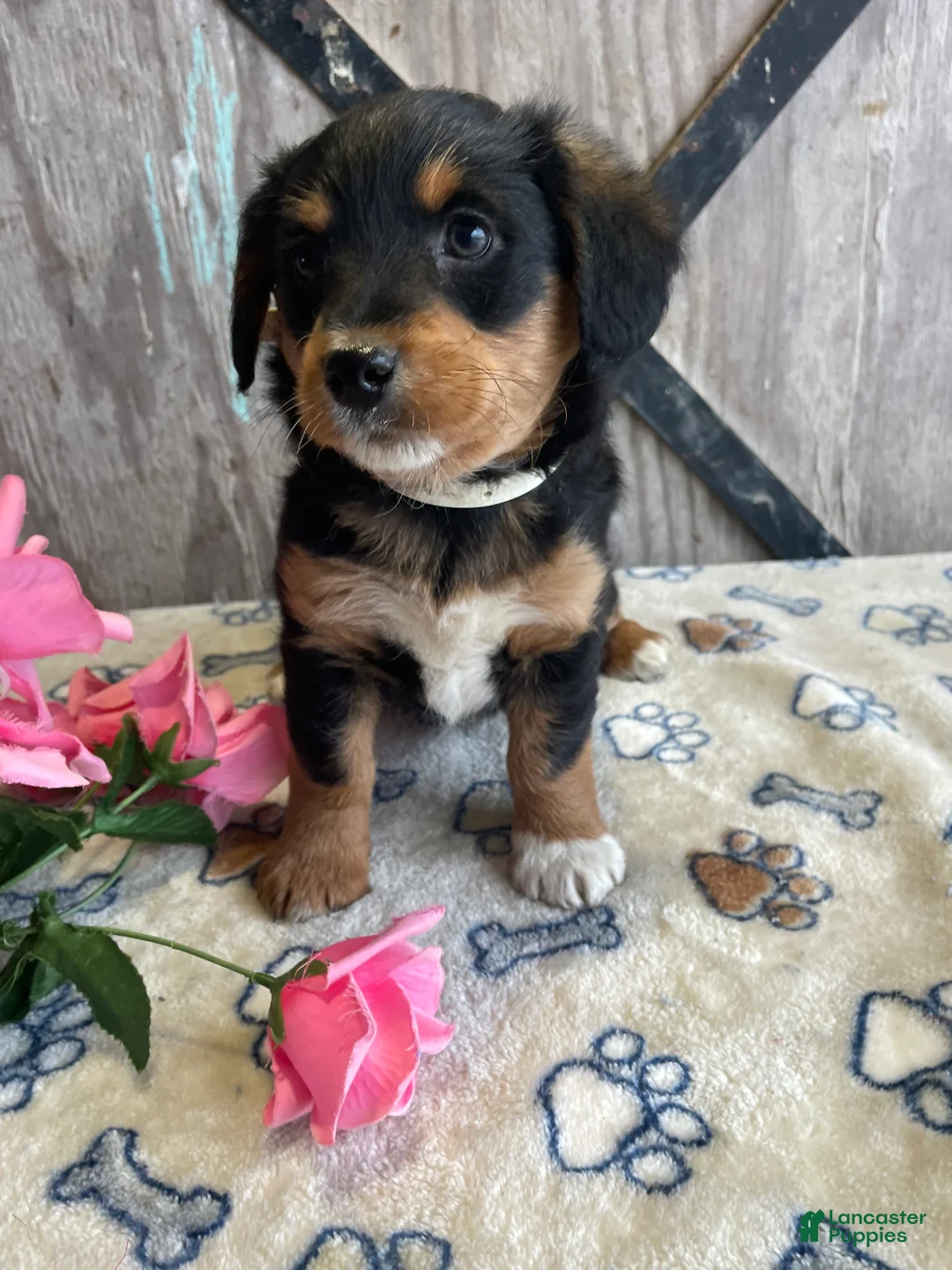 Corgipoo dogs for sale: Tara - Ad 2