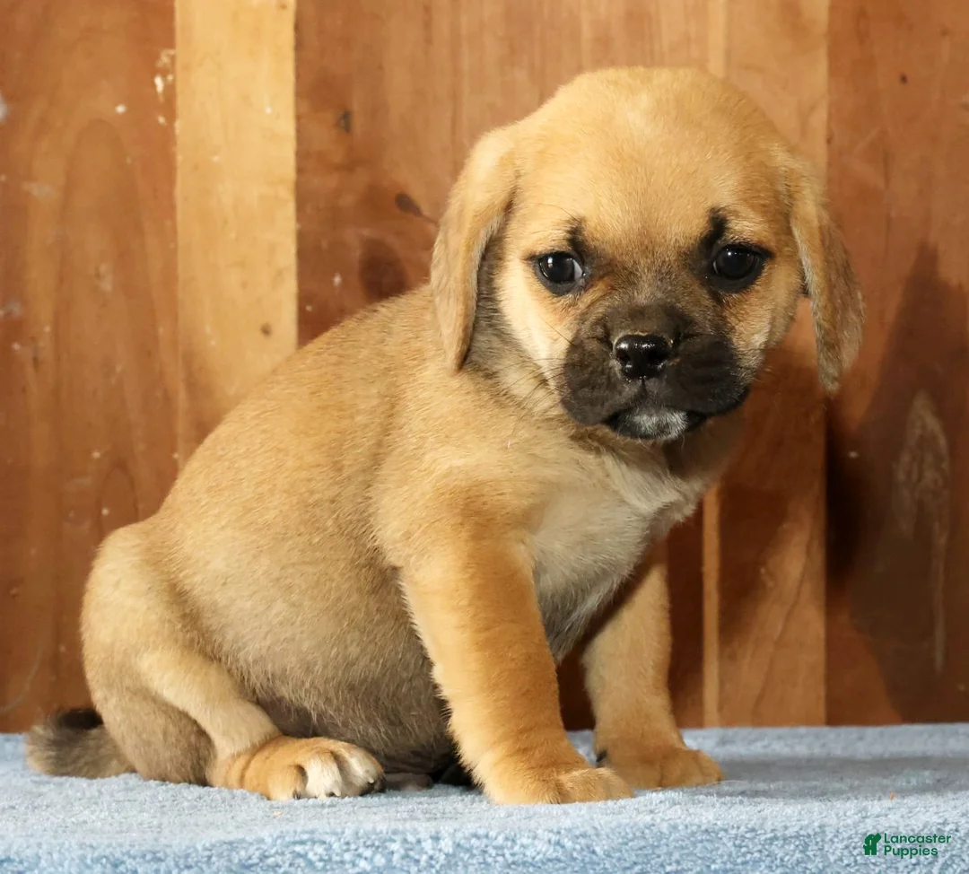 Puggle dogs for sale: Nick - Ad 2