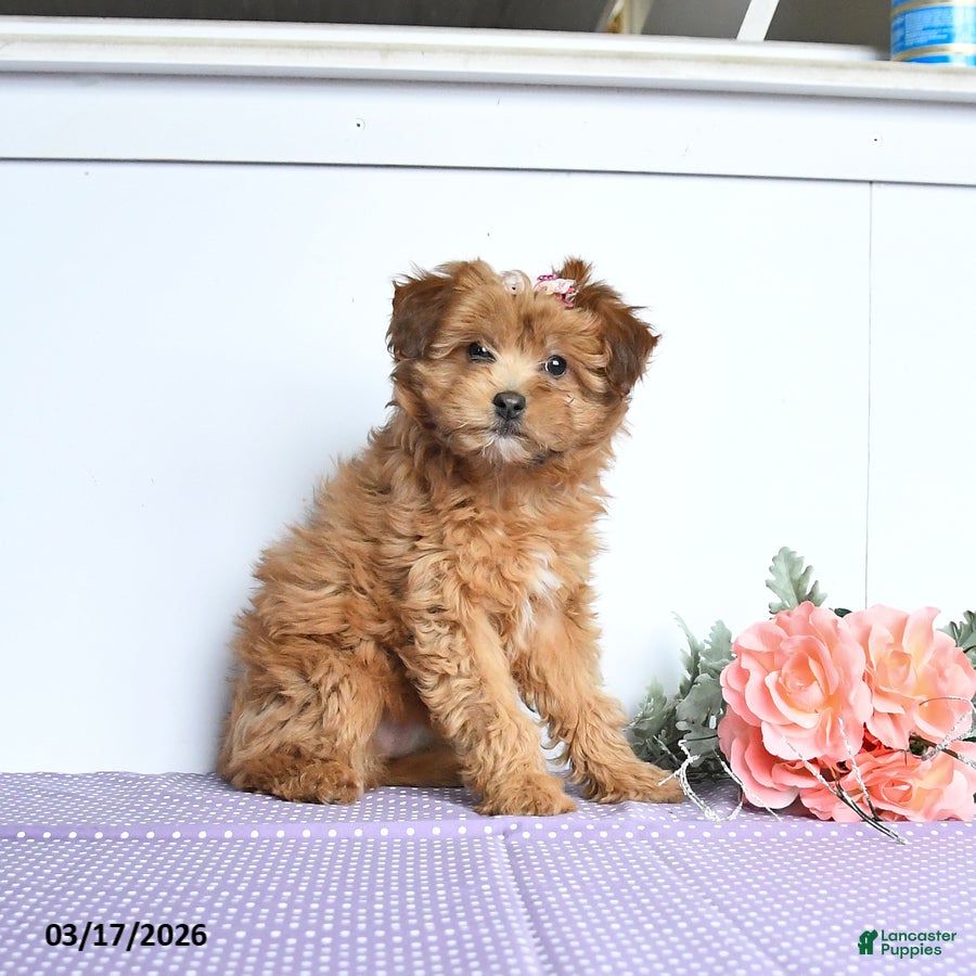 Mini Aussiedoodle dogs Curly - Ad 1