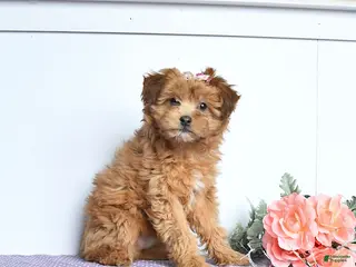 Mini Aussiedoodle dogs for sale: Curly - Ad 1