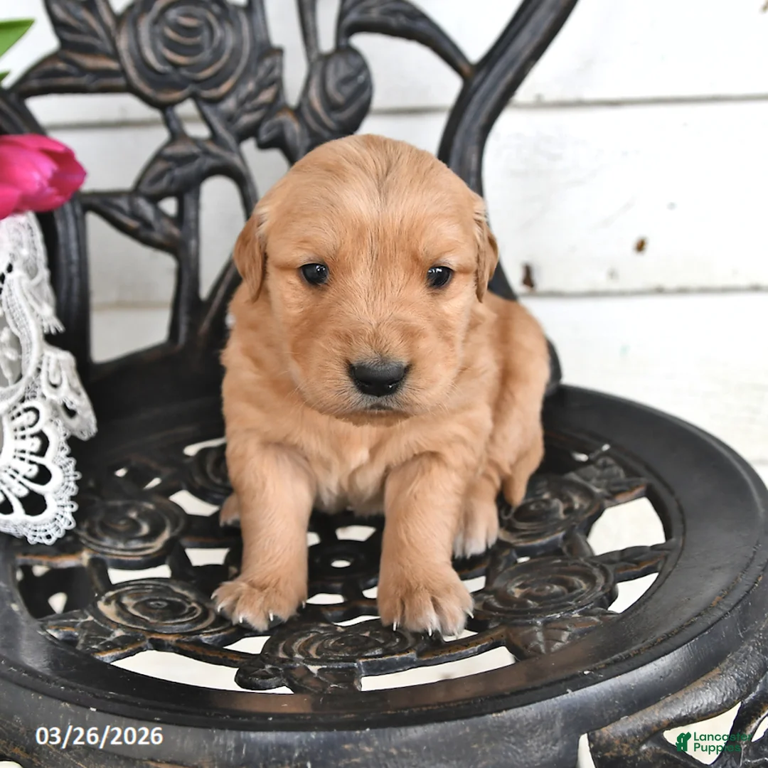 Golden Retriever dogs for sale: Floyd - Ad 2