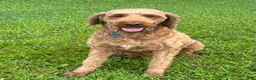 Irish Doodle dogs for sale: Maggie - Ad 10