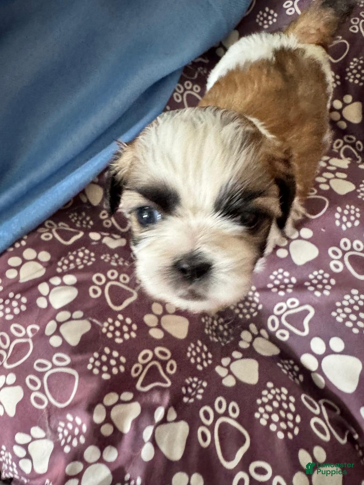 Shih Tzu dogs Shih Tzu Puppy 1 - Ad 31