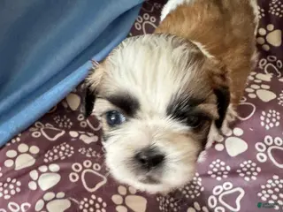 Shih Tzu dogs Shih Tzu Puppy 1 - Ad 2