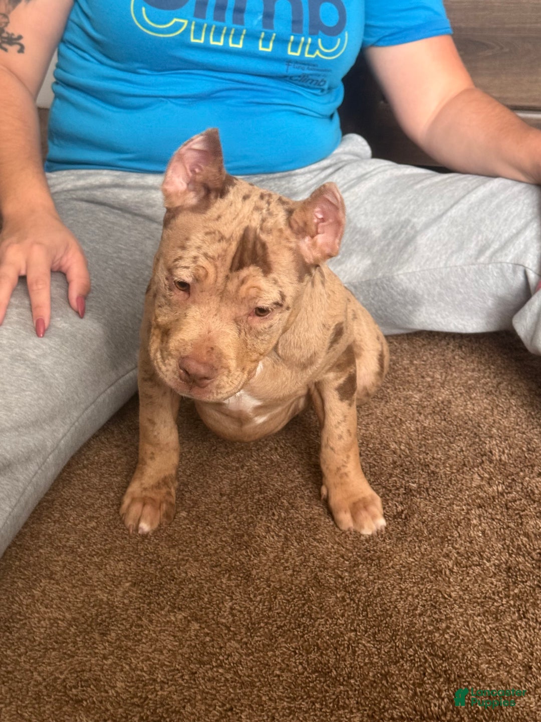 American Bully dogs for sale: Stormy - Ad 16