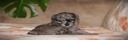 Toy Poodle dogs for sale: Dakota - Ad 3