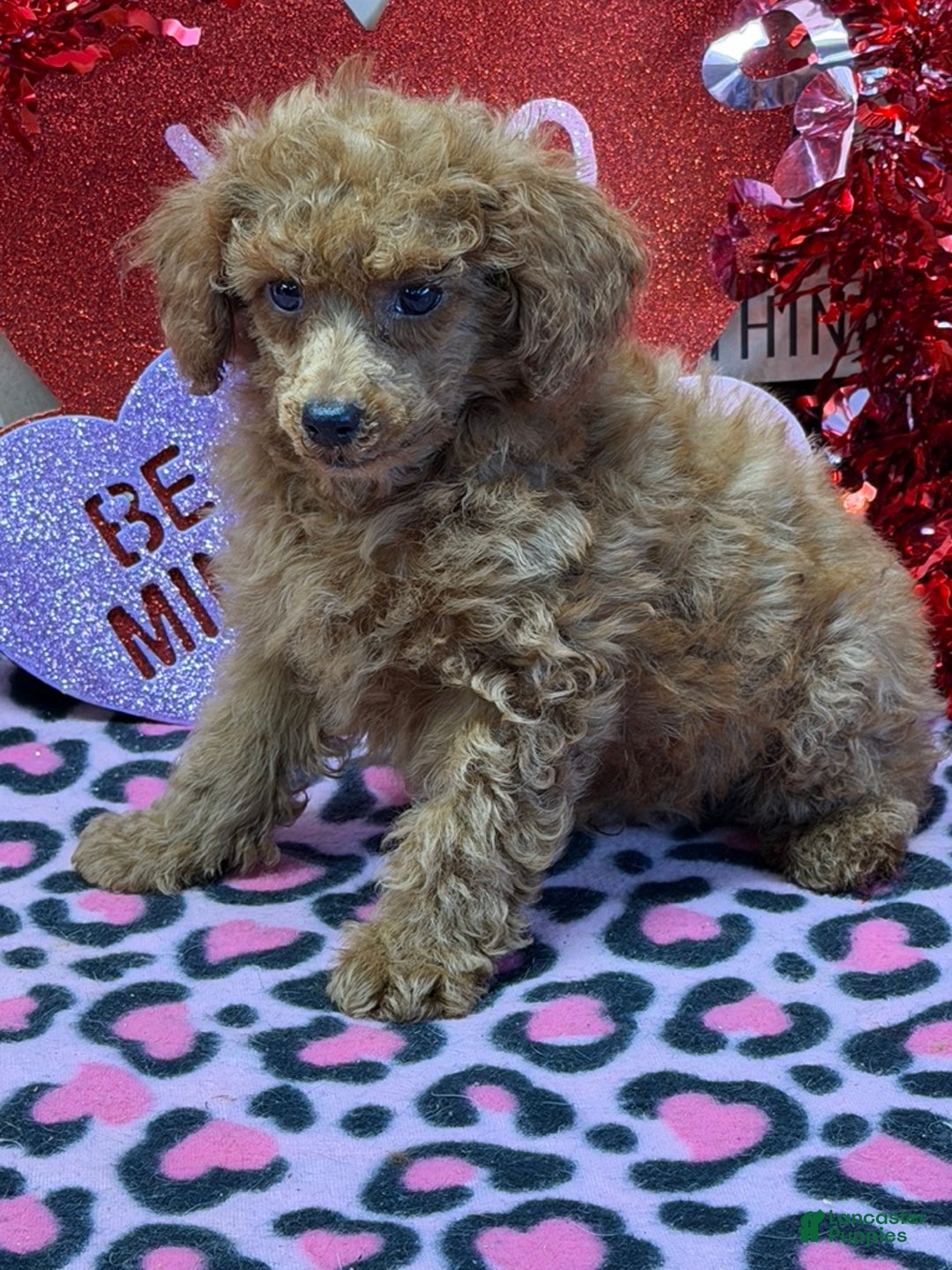 Toy Poodle dogs for sale: Landon - Ad 3