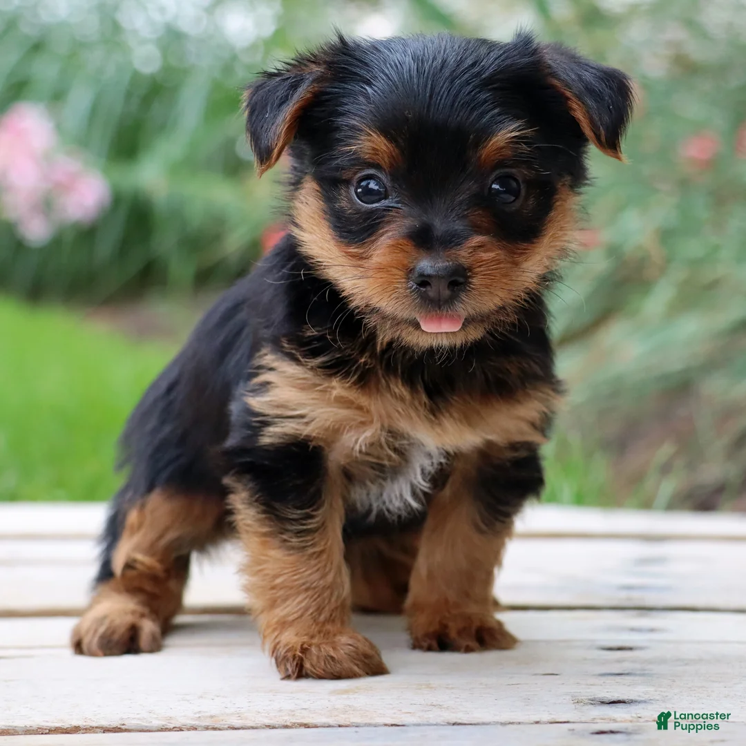 Yorkshire Terrier dogs for sale: Cola - Ad 1
