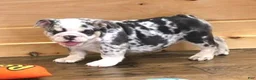 English Bulldog dogs for sale: TINA - BLUE MERLE - Ad 6