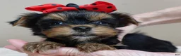 Yorkshire Terrier dogs for sale: Nutmeg 1 lb 5 ozs - Ad 4
