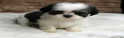 Shih Tzu dogs for sale: Lexi - Ad 3