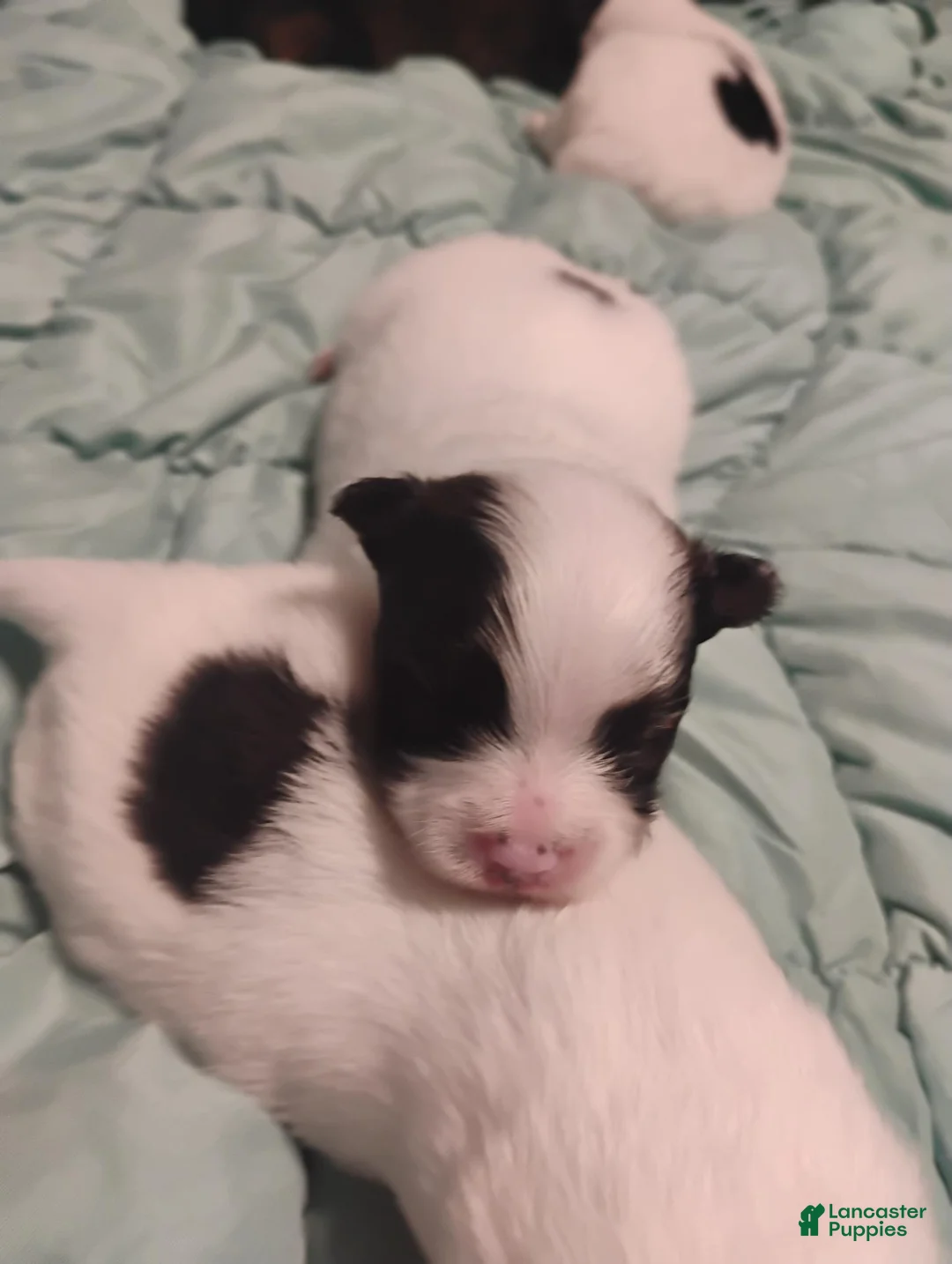 Pomeranian dogs for sale: Pomeranian 4 - Ad 4